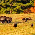 Fall Opening Day  - Turkey Hunting