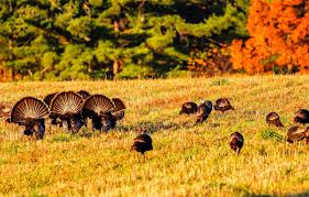Fall Opening Day  - Turkey Hunting