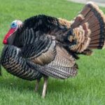 Game Dinner Work Detail