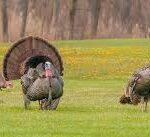 Spring Opening Day  - Turkey Hunting